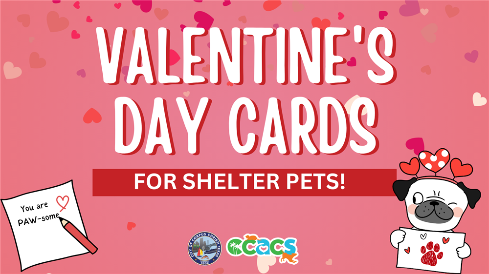 Valentine's Day Cards for Shelter Pets